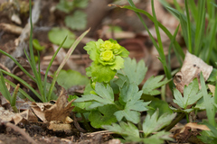Chrysosplenium serreanum