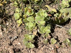 Crassula obovata