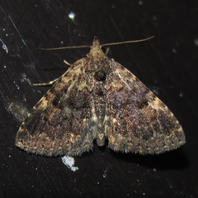Metalectra miserulata