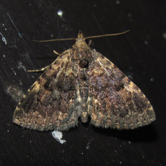 Metalectra miserulata