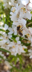 Apis mellifera