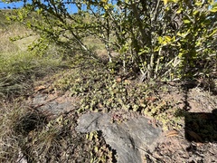 Crassula obovata