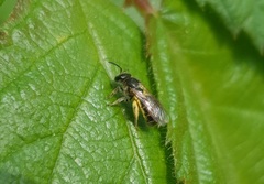Halictidae