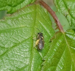 Halictidae