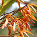 Maxillaria colorata - Photo (c) guyrufray，保留部份權利CC BY-NC