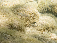 Sarmarutilus rubilio