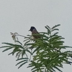 Pycnonotus aurigaster