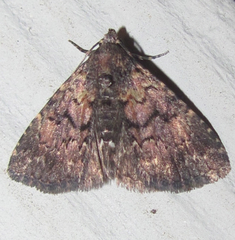 Metalectra miserulata