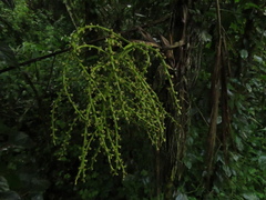 Chamaedorea linearis