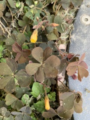 Oxalis corniculata