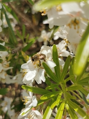 Apis mellifera