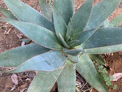 Aloe × schimperi
