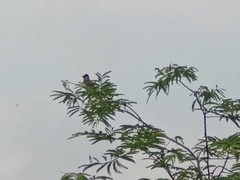 Pycnonotus aurigaster