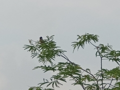 Pycnonotus aurigaster