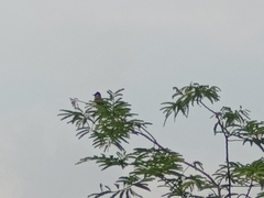 Pycnonotus aurigaster