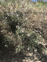 Eriodictyon trichocalyx