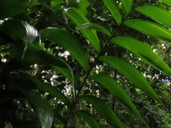 Chamaedorea linearis