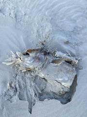 Sciaenops ocellatus