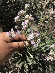 Eriodictyon trichocalyx