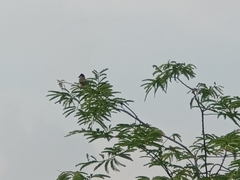 Pycnonotus aurigaster