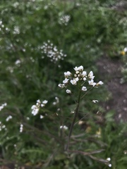 Capsella bursa-pastoris