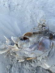 Sciaenops ocellatus