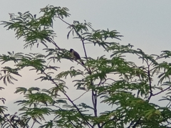 Pycnonotus aurigaster