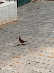 Streptopelia senegalensis