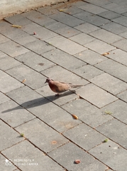 Streptopelia senegalensis
