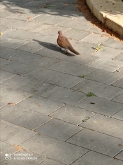 Streptopelia senegalensis