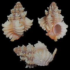 Favartia brevicula