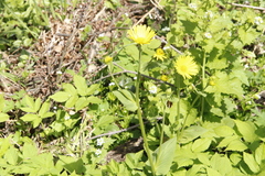 Doronicum pardalianches