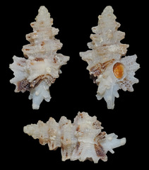 Favartia crouchi