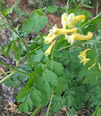 Corydalis heterocarpa