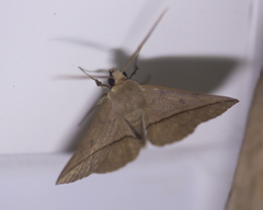 Ugia purpurea