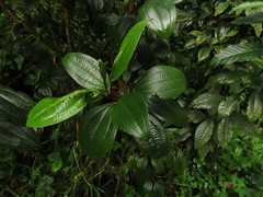 Axinaea macrophylla