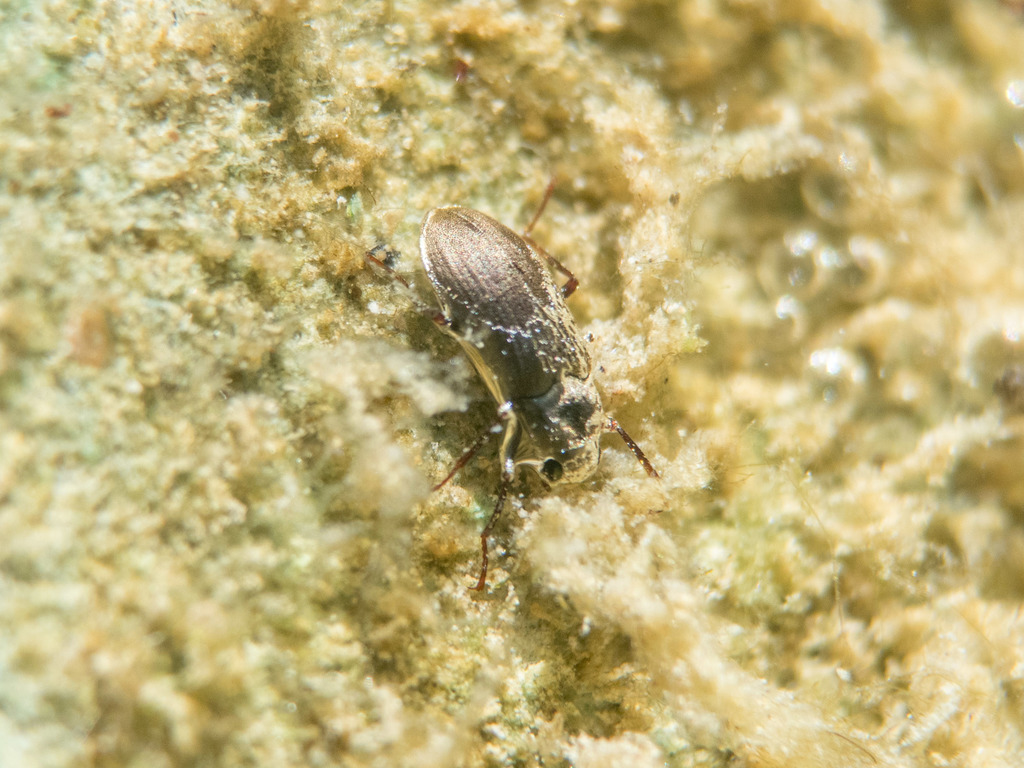 Pomatinus substriatus