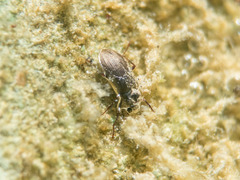 Pomatinus substriatus