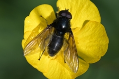 Cheilosia albitarsis