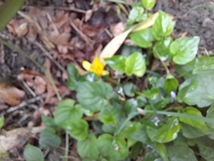 Cronquistianthus celendinensis