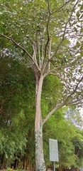 Tabebuia rosea image