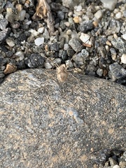 Metaphalangium