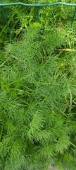 Foeniculum vulgare