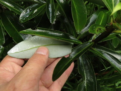 Drimys granadensis