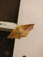 Tetracis cervinaria