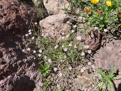 Rhodalsine geniculata