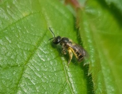 Halictidae