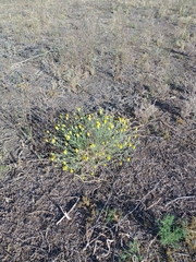 Baileya pleniradiata