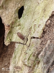 Proporcellio vulcanius