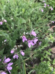Erodium cicutarium